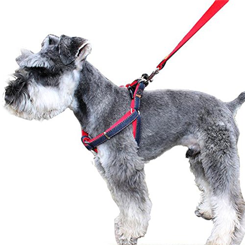large dog leashes and collars