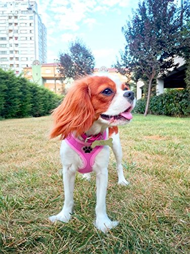 best dog harness for cavalier king charles spaniel