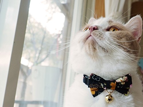 black bow tie cat collar